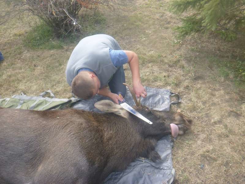 Человек и Природа: в Киеве провели масштабную операцию по спасению лося