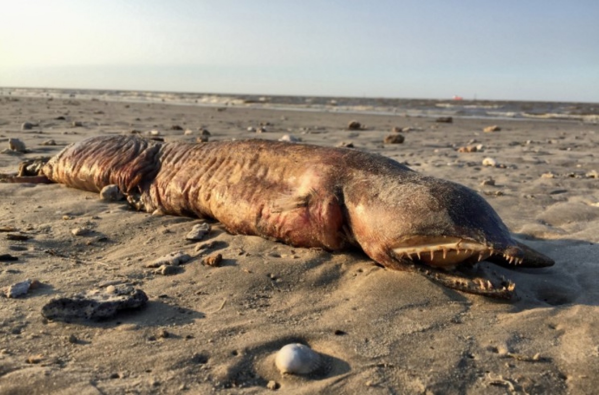 Что таится в морских глубинах: на американский пляж выбросило жуткое существо