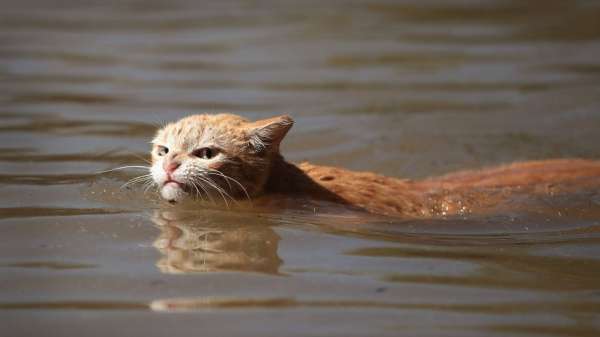 Всех порву: злой кот выжил в эпицентре урагана «Харви»