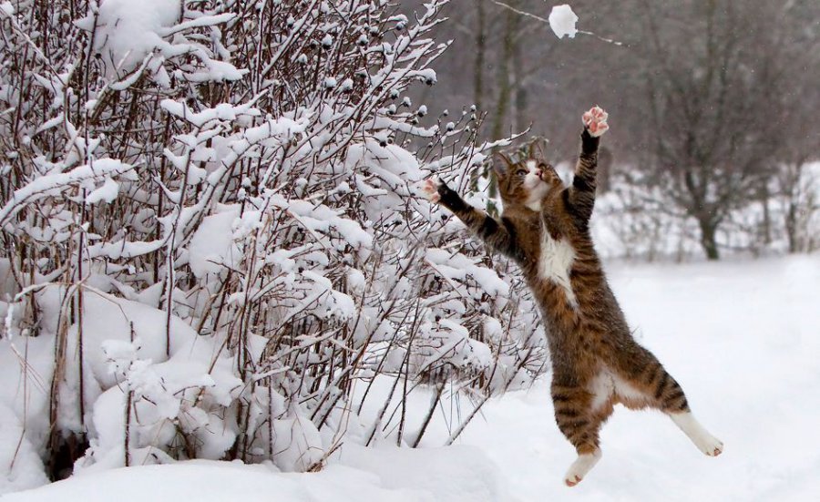 Первый снег: когда украинцам ждать погодных сюрпризов