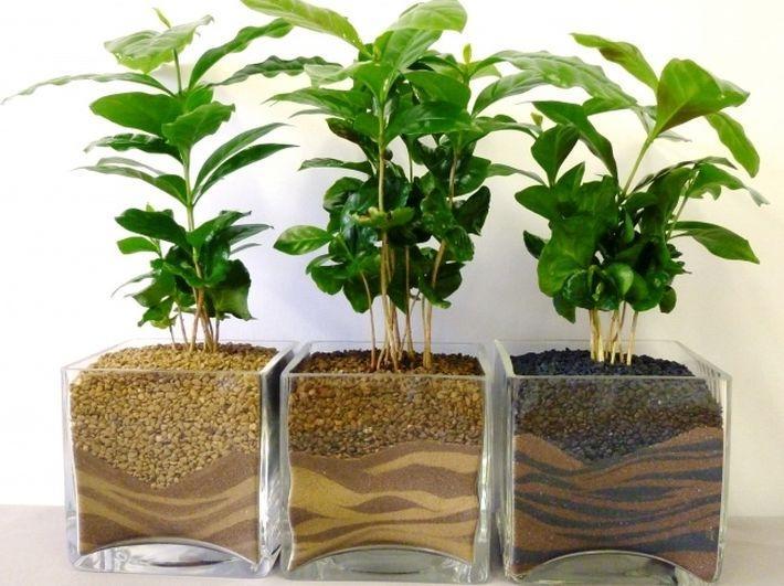 ВАЖНО! 10 домашних растений для благоприятного микроклимата в доме