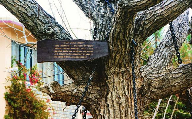 Дерево, которое арестовали: реальная история одного городка