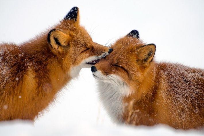 10 животных, верности и любви которых можно позавидовать