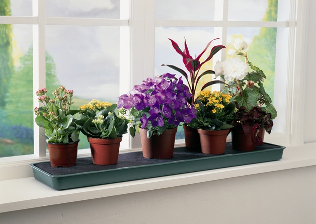 ВАЖНО! 10 домашних растений для благоприятного микроклимата в доме